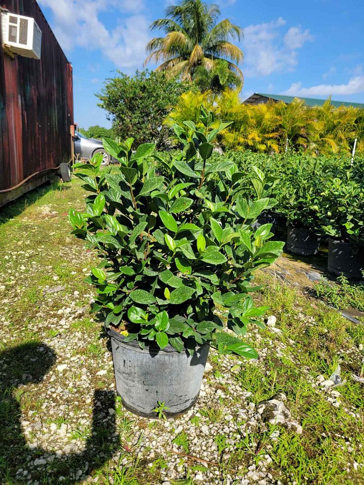 viburnum-suspensum-sandankwa-viburnum