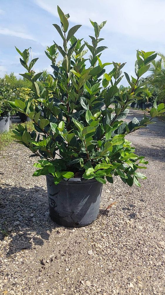 viburnum-suspensum-sandankwa-viburnum