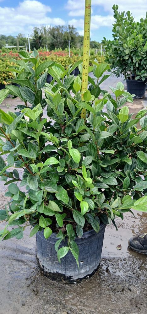viburnum-suspensum-sandankwa-viburnum