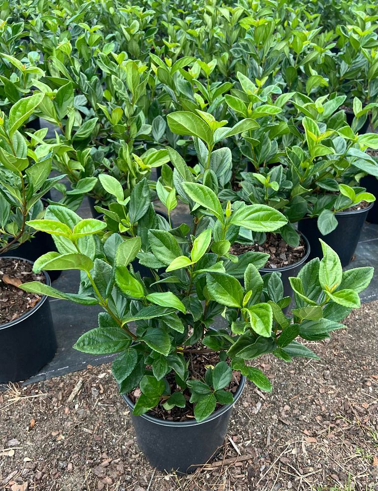viburnum-suspensum-sandankwa-viburnum