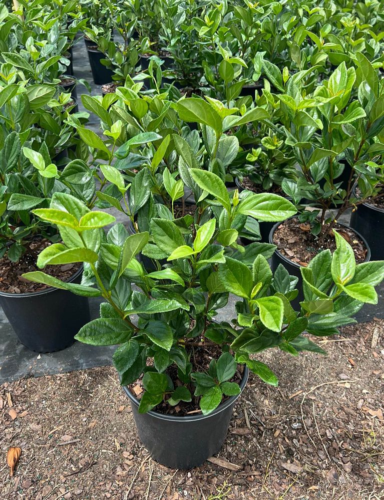 viburnum-suspensum-sandankwa-viburnum