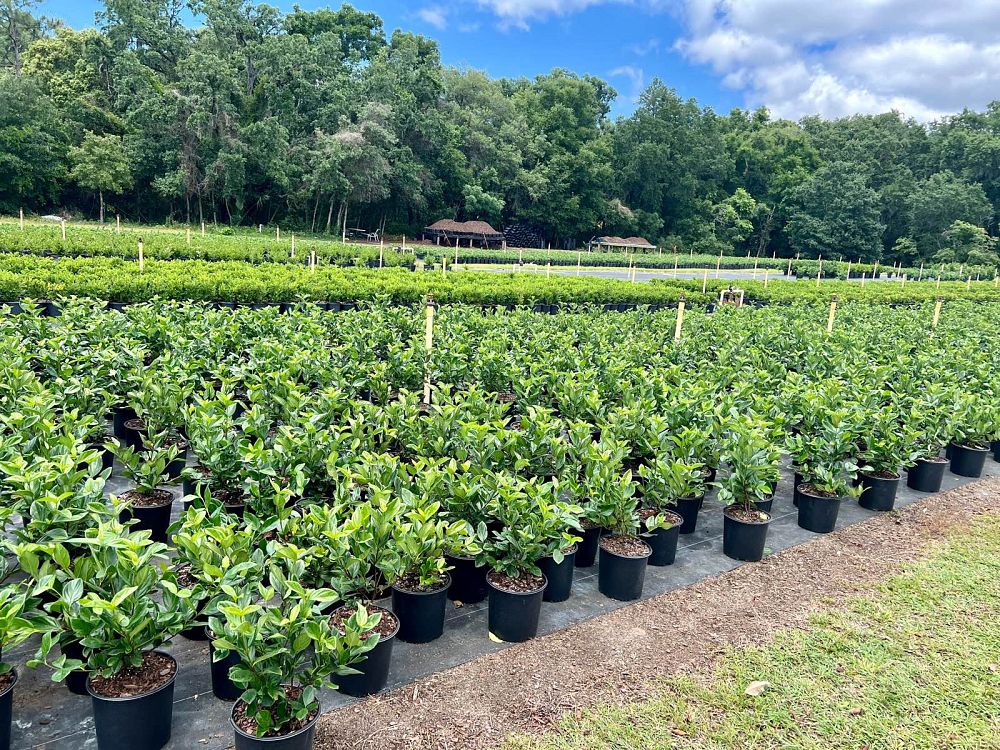 viburnum-suspensum-sandankwa-viburnum
