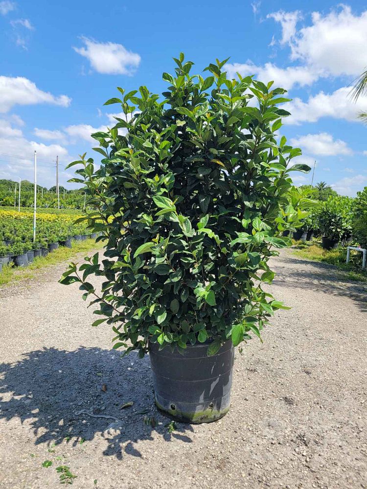 viburnum-suspensum-sandankwa-viburnum