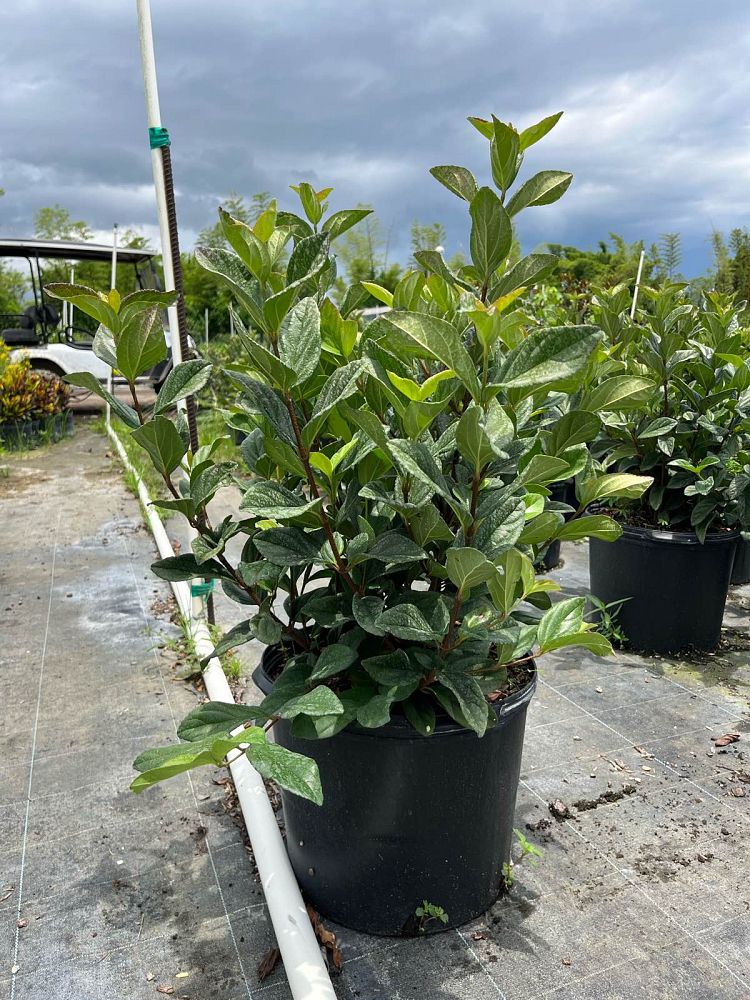 viburnum-suspensum-sandankwa-viburnum