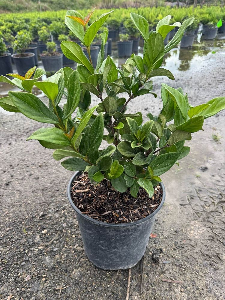 viburnum-suspensum-sandankwa-viburnum