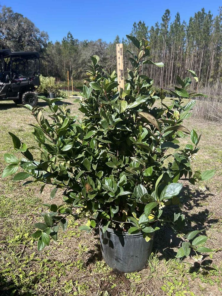 viburnum-suspensum-sandankwa-viburnum
