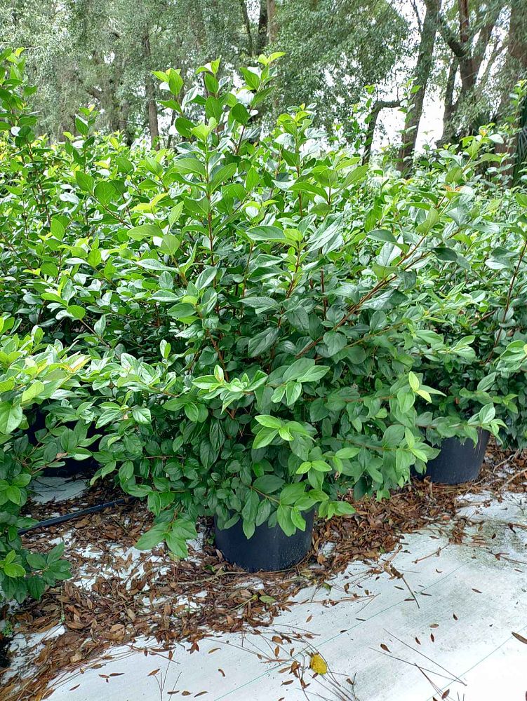 viburnum-suspensum-sandankwa-viburnum