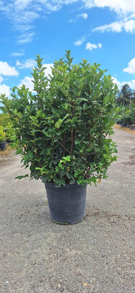 viburnum-suspensum-sandankwa-viburnum
