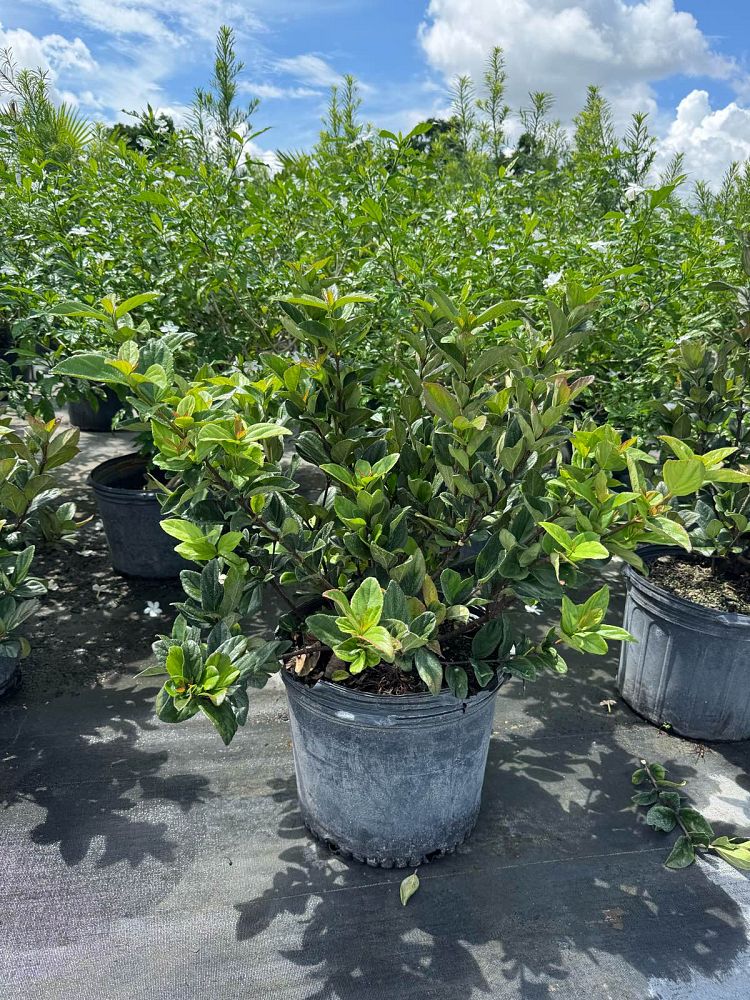 viburnum-suspensum-sandankwa-viburnum