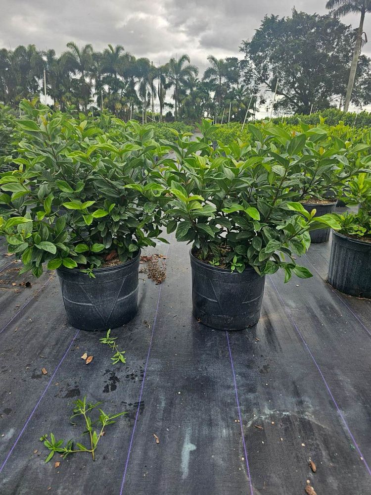 viburnum-suspensum-sandankwa-viburnum