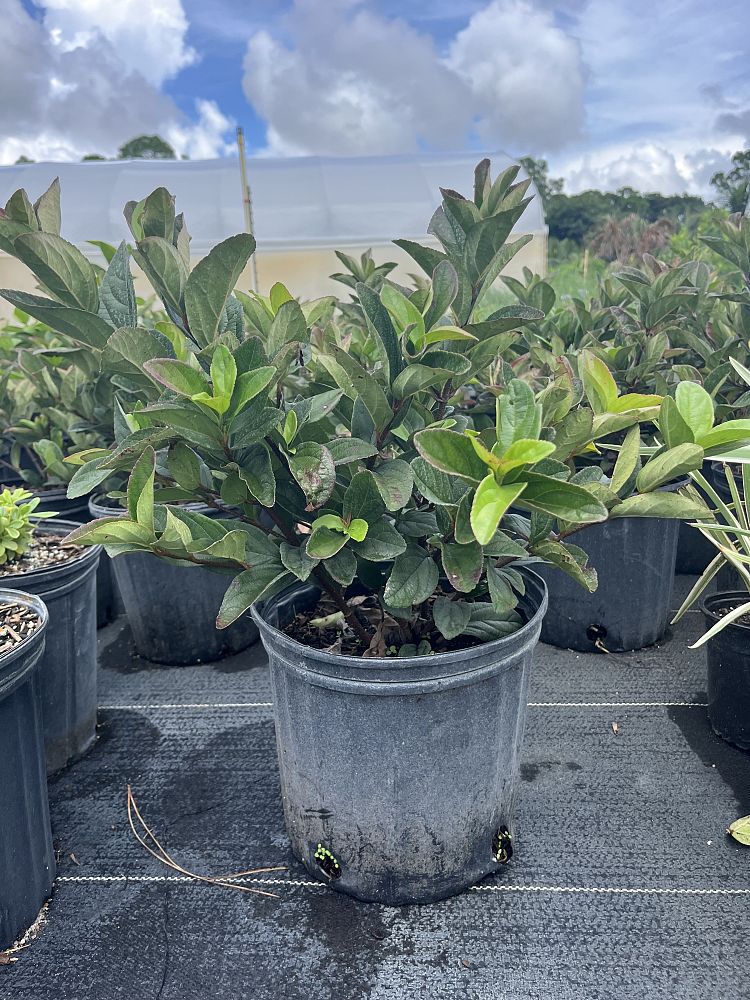 viburnum-suspensum-sandankwa-viburnum