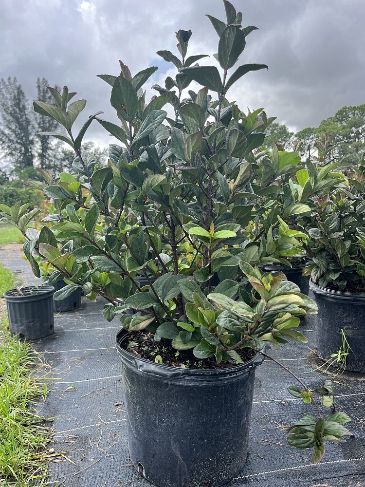 viburnum-suspensum-sandankwa-viburnum