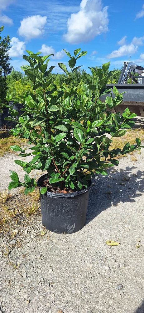 viburnum-suspensum-sandankwa-viburnum