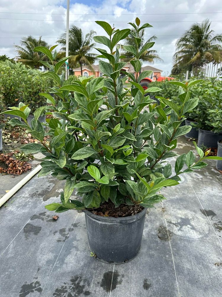 viburnum-suspensum-sandankwa-viburnum