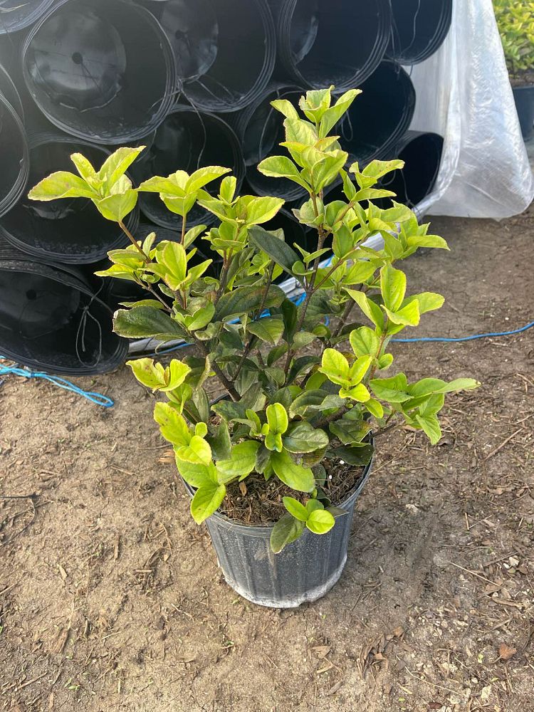 viburnum-suspensum-sandankwa-viburnum