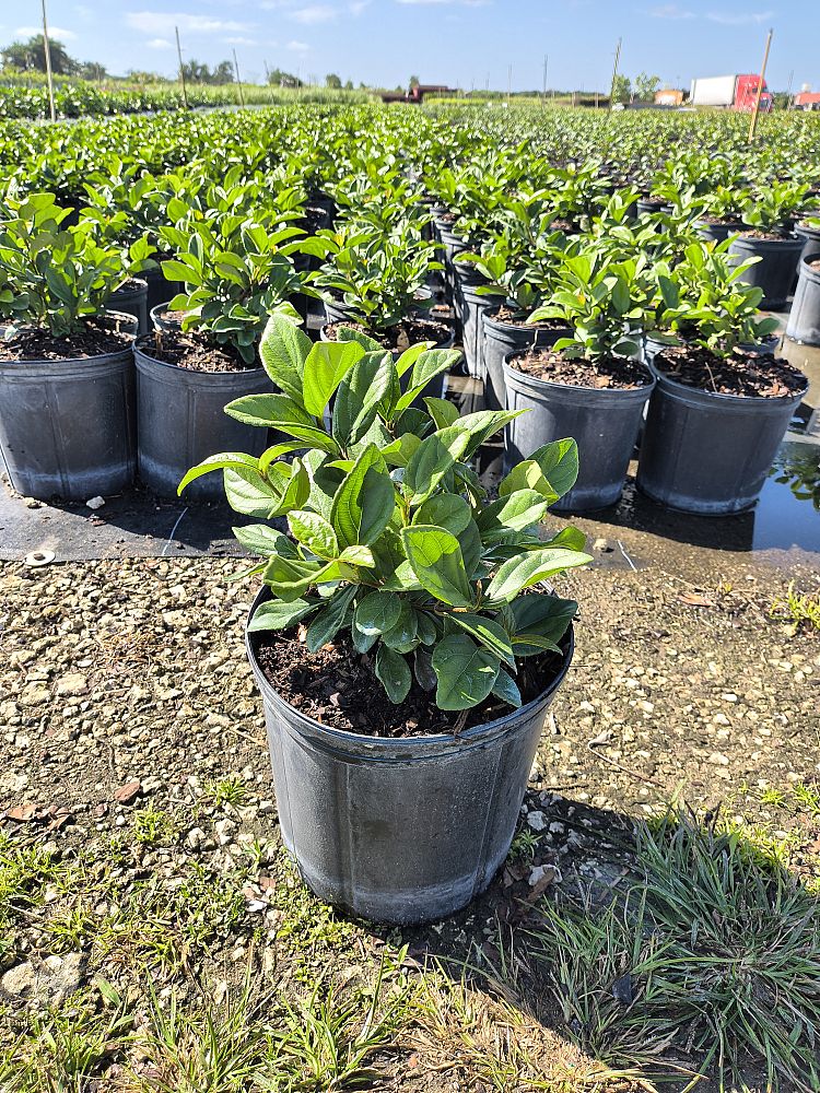 viburnum-suspensum-sandankwa-viburnum