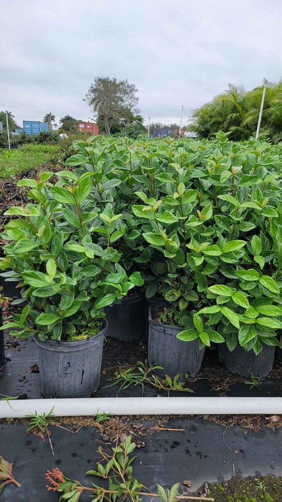 viburnum-suspensum-sandankwa-viburnum