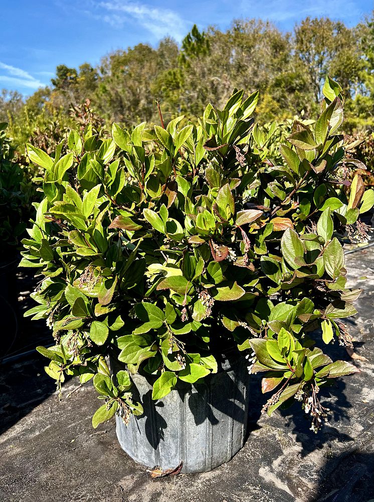 viburnum-suspensum-sandankwa-viburnum