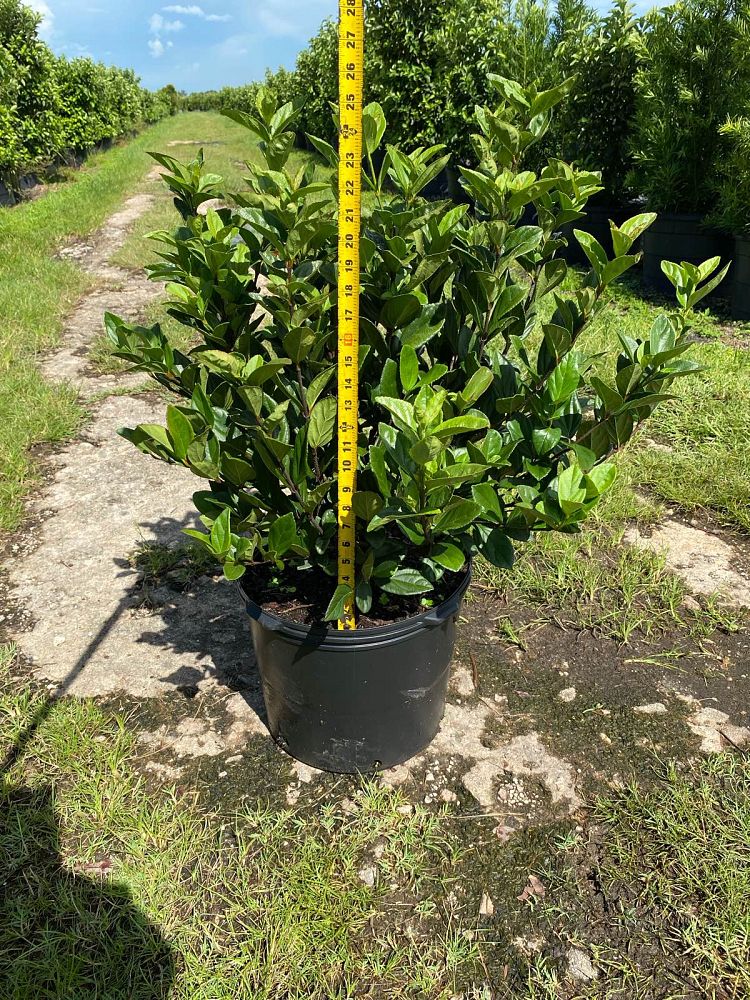 viburnum-suspensum-sandankwa-viburnum