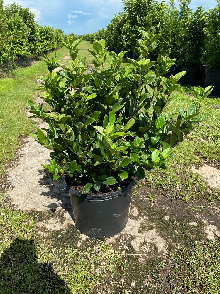 viburnum-suspensum-sandankwa-viburnum