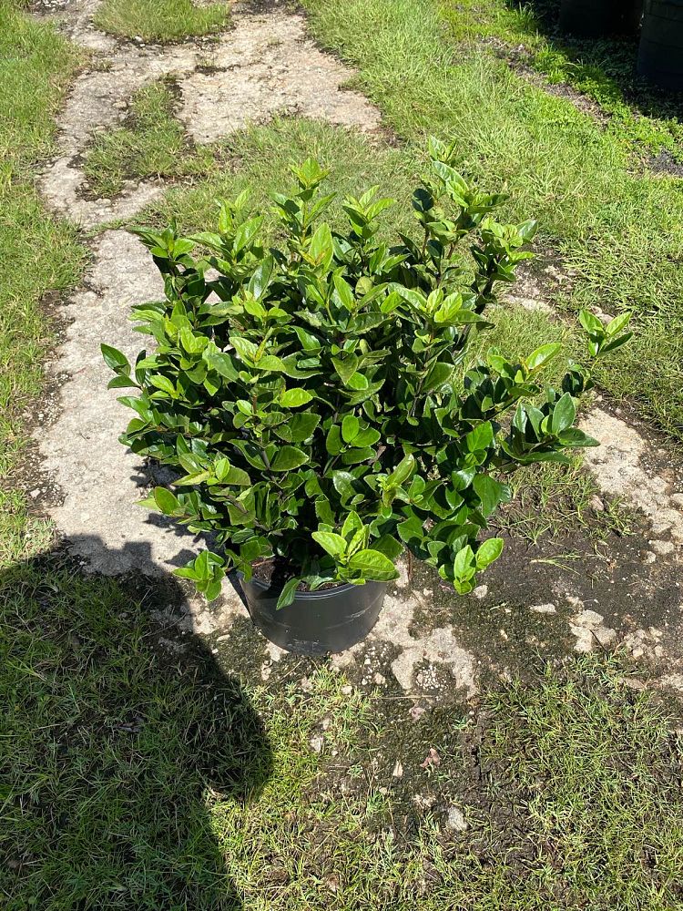 viburnum-suspensum-sandankwa-viburnum