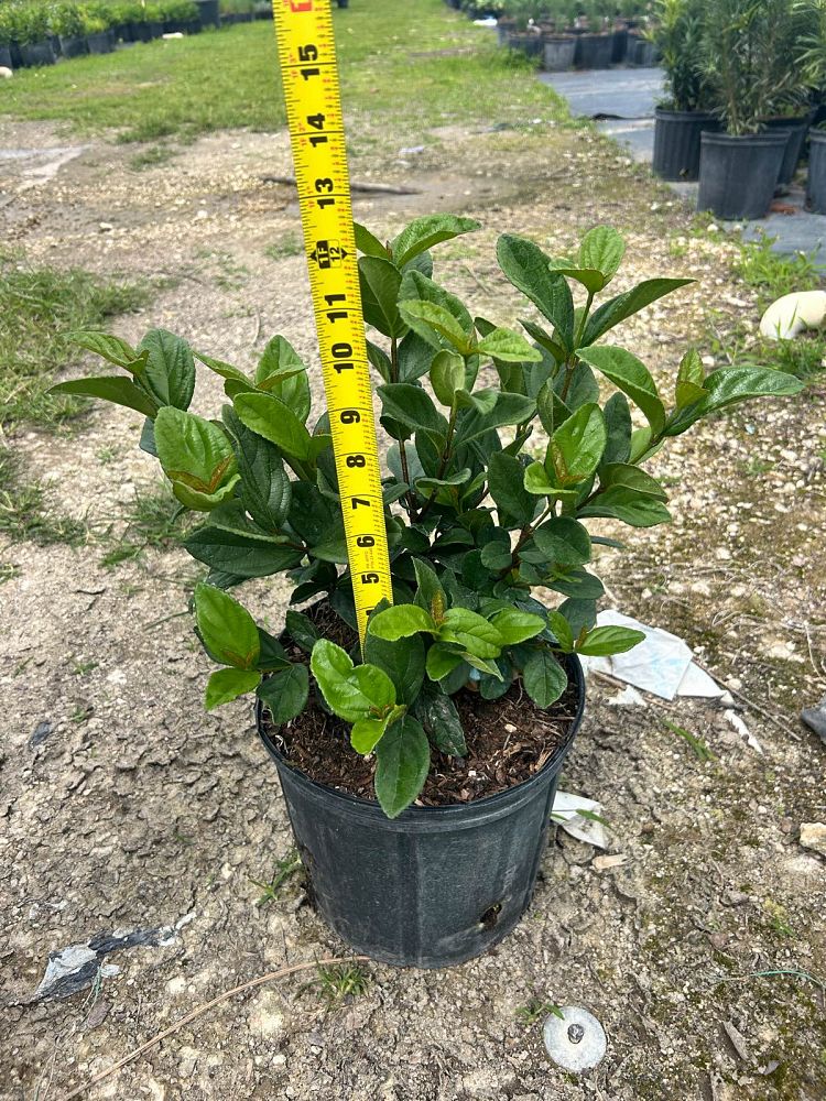 viburnum-suspensum-sandankwa-viburnum