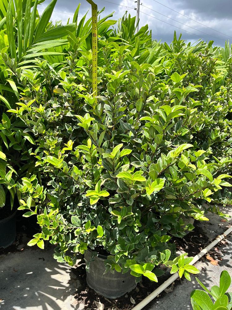 viburnum-suspensum-sandankwa-viburnum