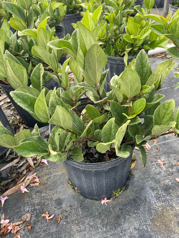viburnum-suspensum-sandankwa-viburnum