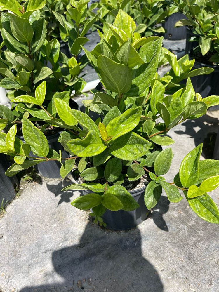 viburnum-suspensum-sandankwa-viburnum