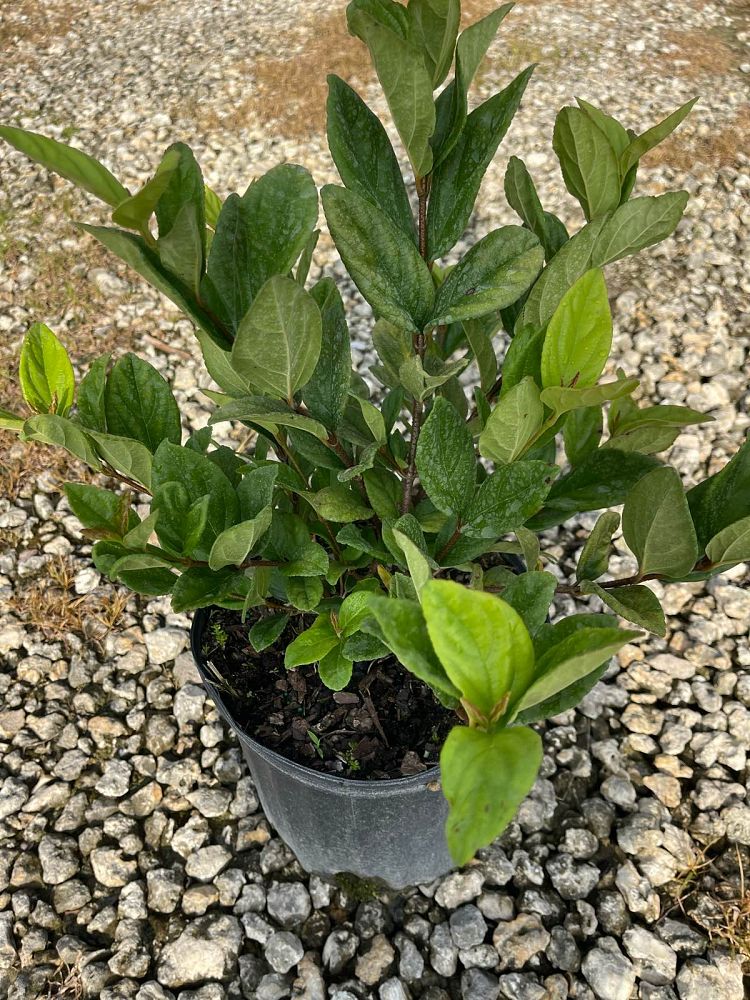 viburnum-suspensum-sandankwa-viburnum
