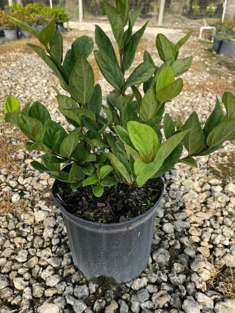 viburnum-suspensum-sandankwa-viburnum