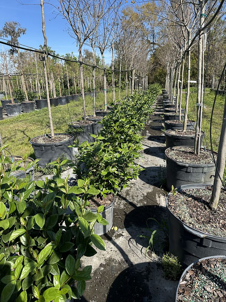viburnum-suspensum-sandankwa-viburnum