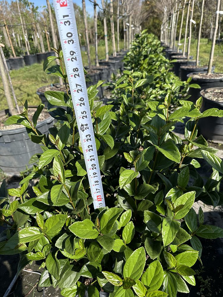 viburnum-suspensum-sandankwa-viburnum