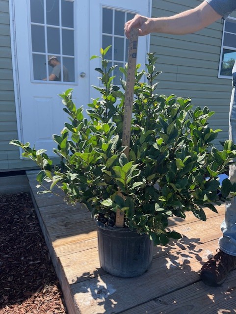 viburnum-suspensum-sandankwa-viburnum