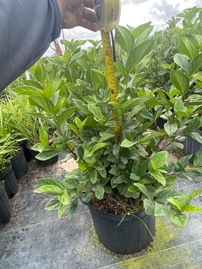 viburnum-suspensum-sandankwa-viburnum