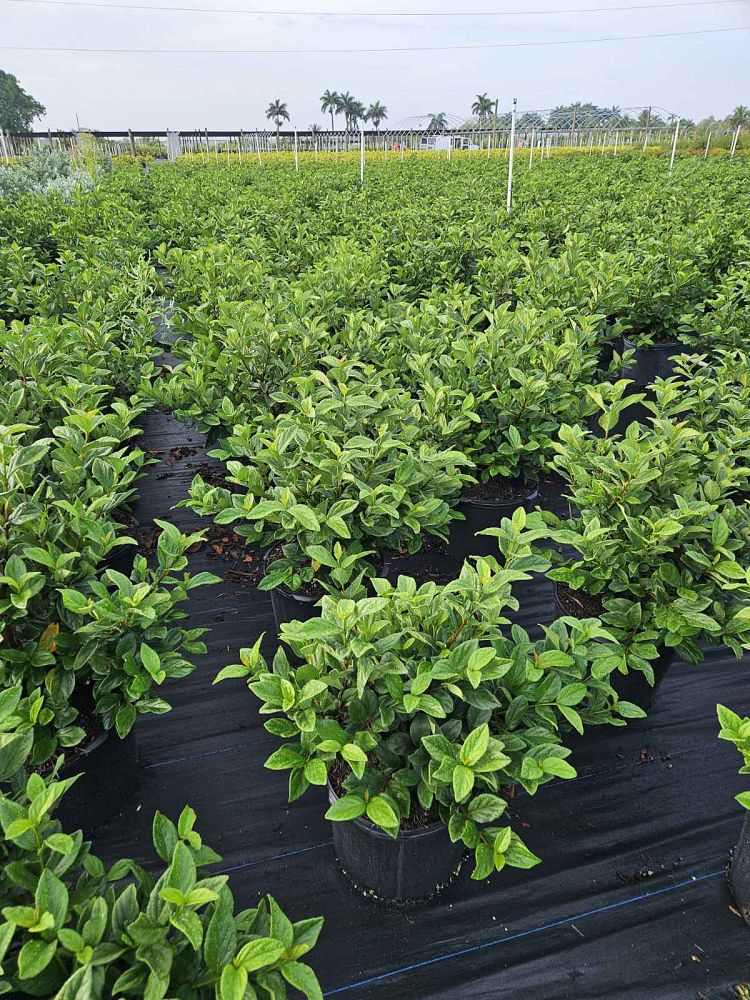 viburnum-suspensum-sandankwa-viburnum