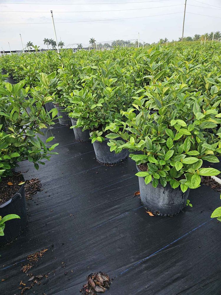 viburnum-suspensum-sandankwa-viburnum