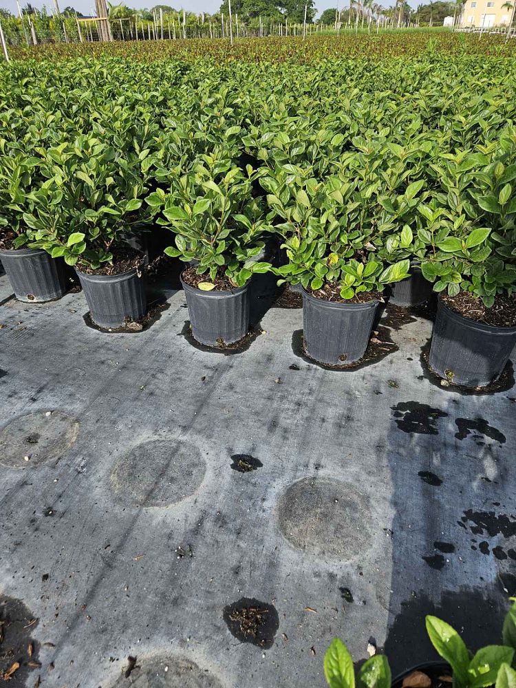 viburnum-suspensum-sandankwa-viburnum