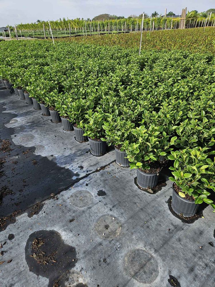 viburnum-suspensum-sandankwa-viburnum