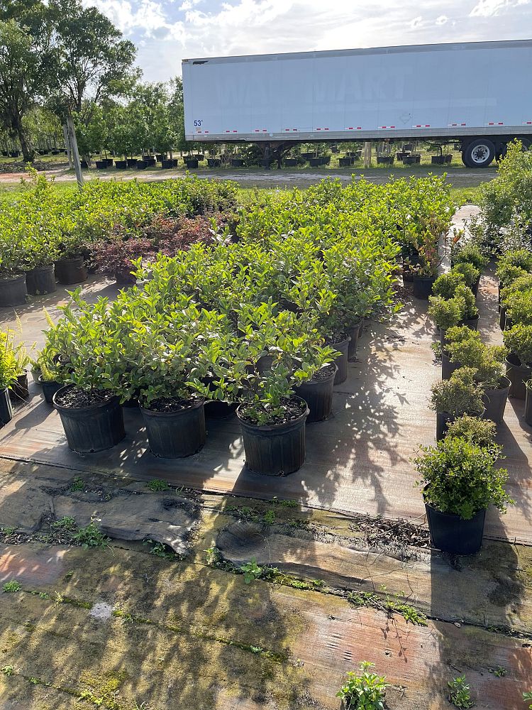 viburnum-suspensum-sandankwa-viburnum