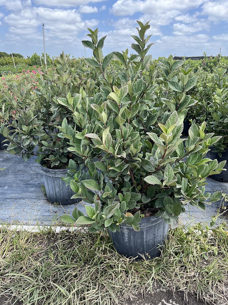 viburnum-suspensum-sandankwa-viburnum
