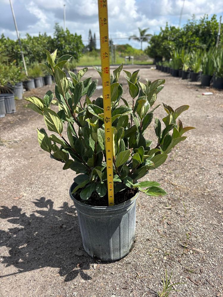 viburnum-suspensum-sandankwa-viburnum