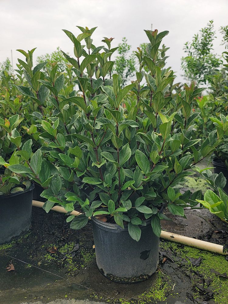 viburnum-suspensum-sandankwa-viburnum