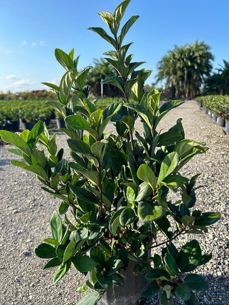 viburnum-suspensum-sandankwa-viburnum
