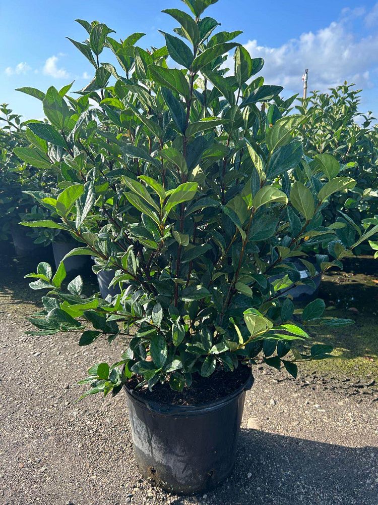 viburnum-suspensum-sandankwa-viburnum