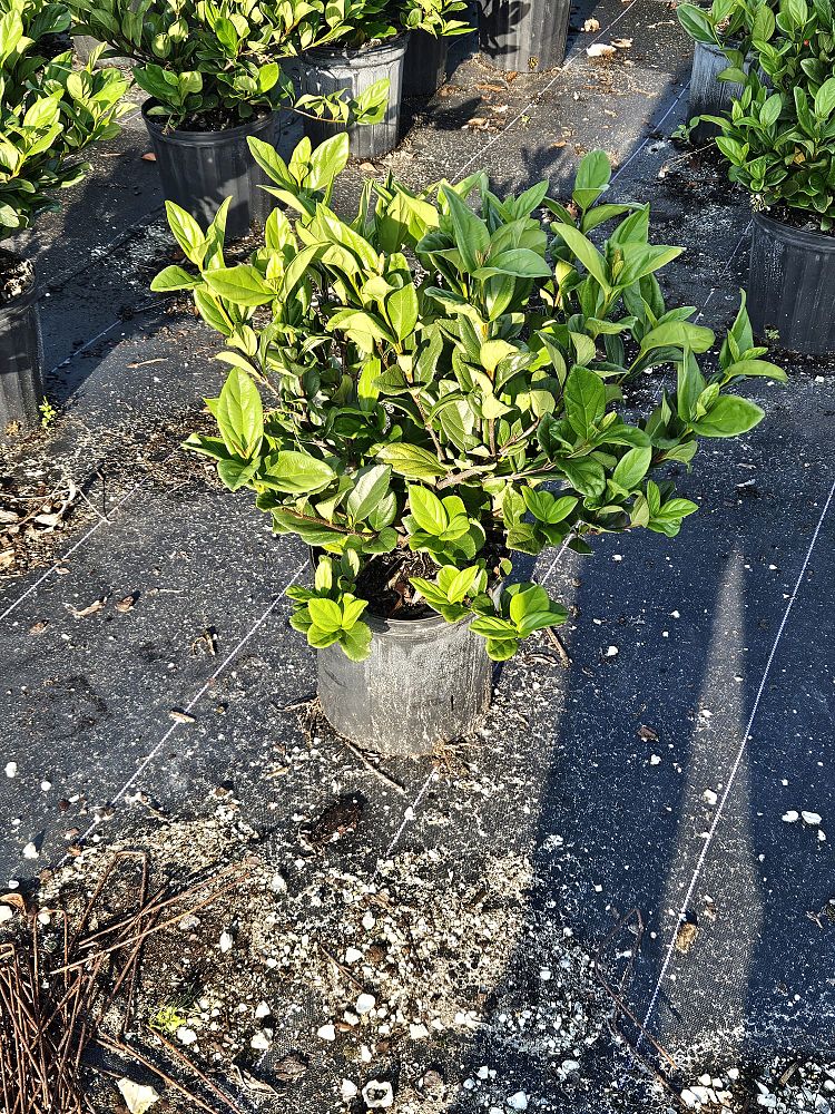 viburnum-suspensum-sandankwa-viburnum
