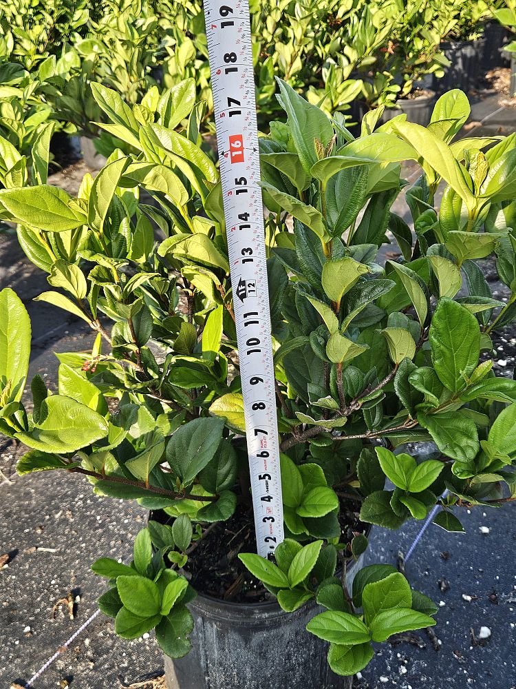 viburnum-suspensum-sandankwa-viburnum