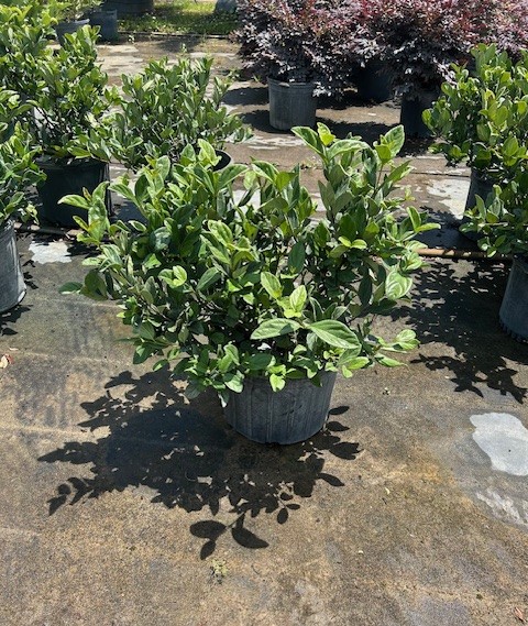 viburnum-suspensum-sandankwa-viburnum