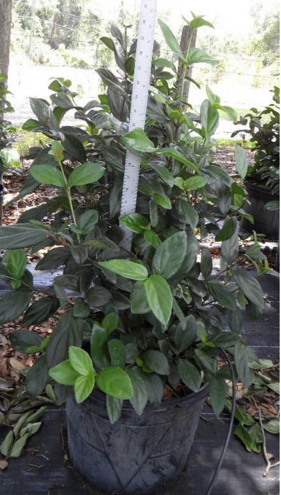 viburnum-suspensum-sandankwa-viburnum