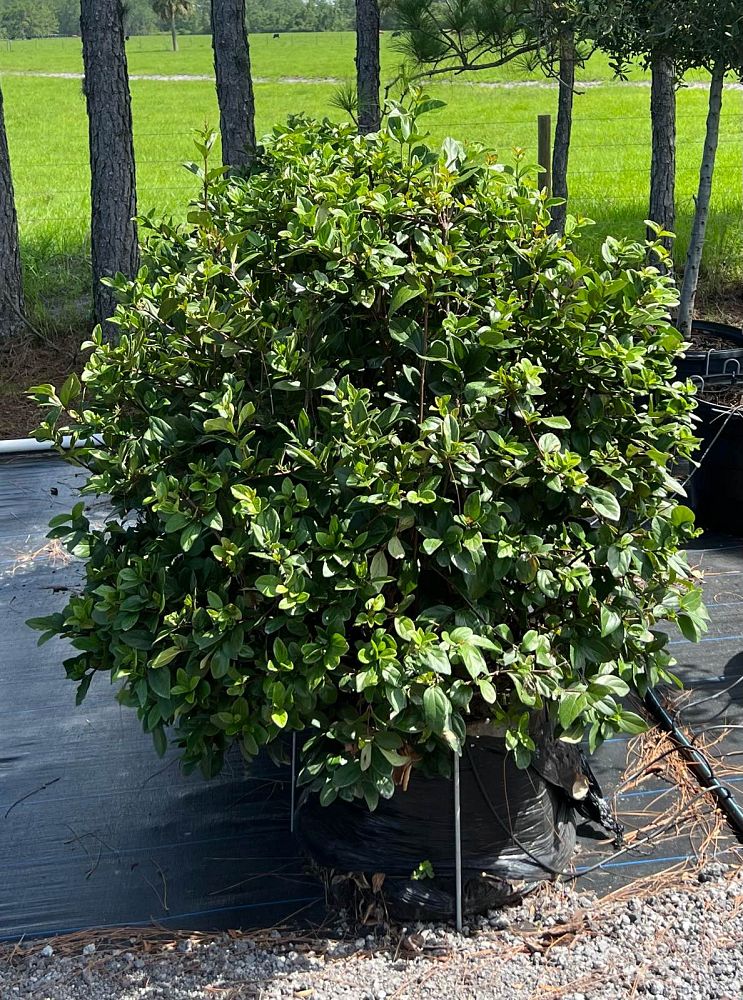 viburnum-suspensum-sandankwa-viburnum